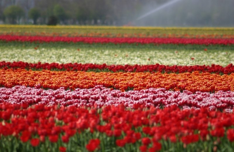 Bloemenrondleiding 1