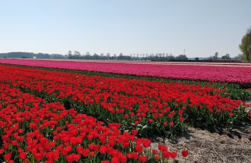 Bloemenrondleiding 6